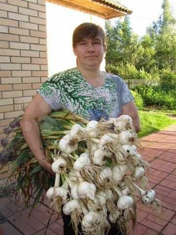 Заголовок
