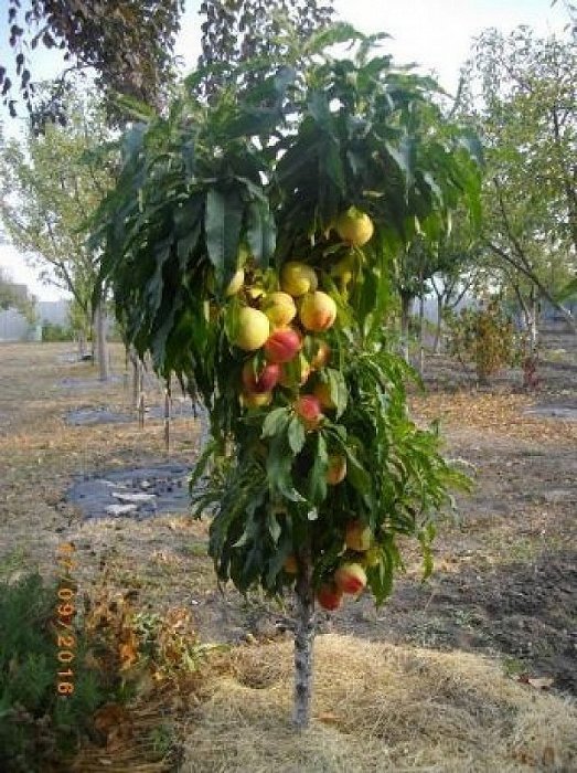 Заголовок